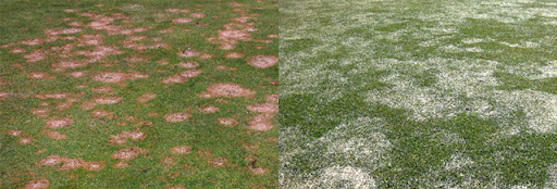 snow mould on lawn